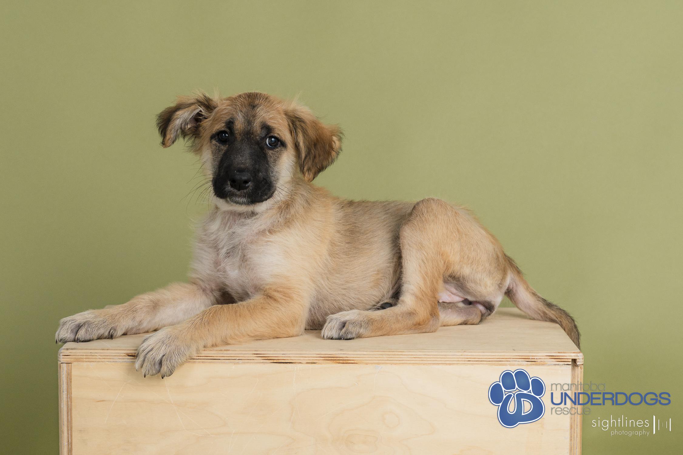 Radish, a Adoptable mixed breed in Winnipeg, MB image 3/4