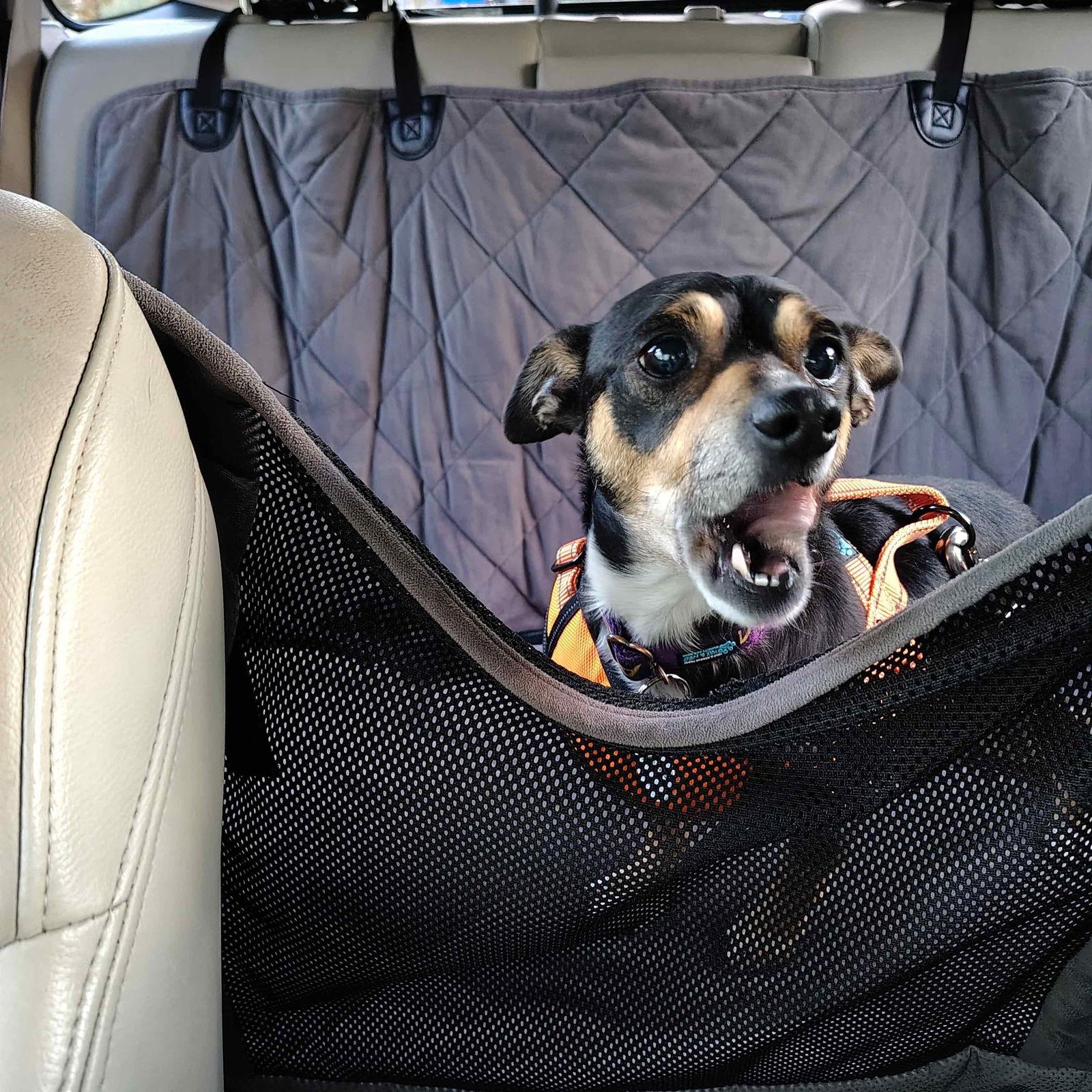 Taco, a Adopted mixed breed in San Jose, CA image 3/3