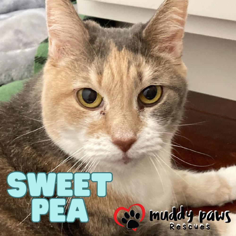 Sweet Pea, Adoptable, Senior Female Domestic Short Hair.