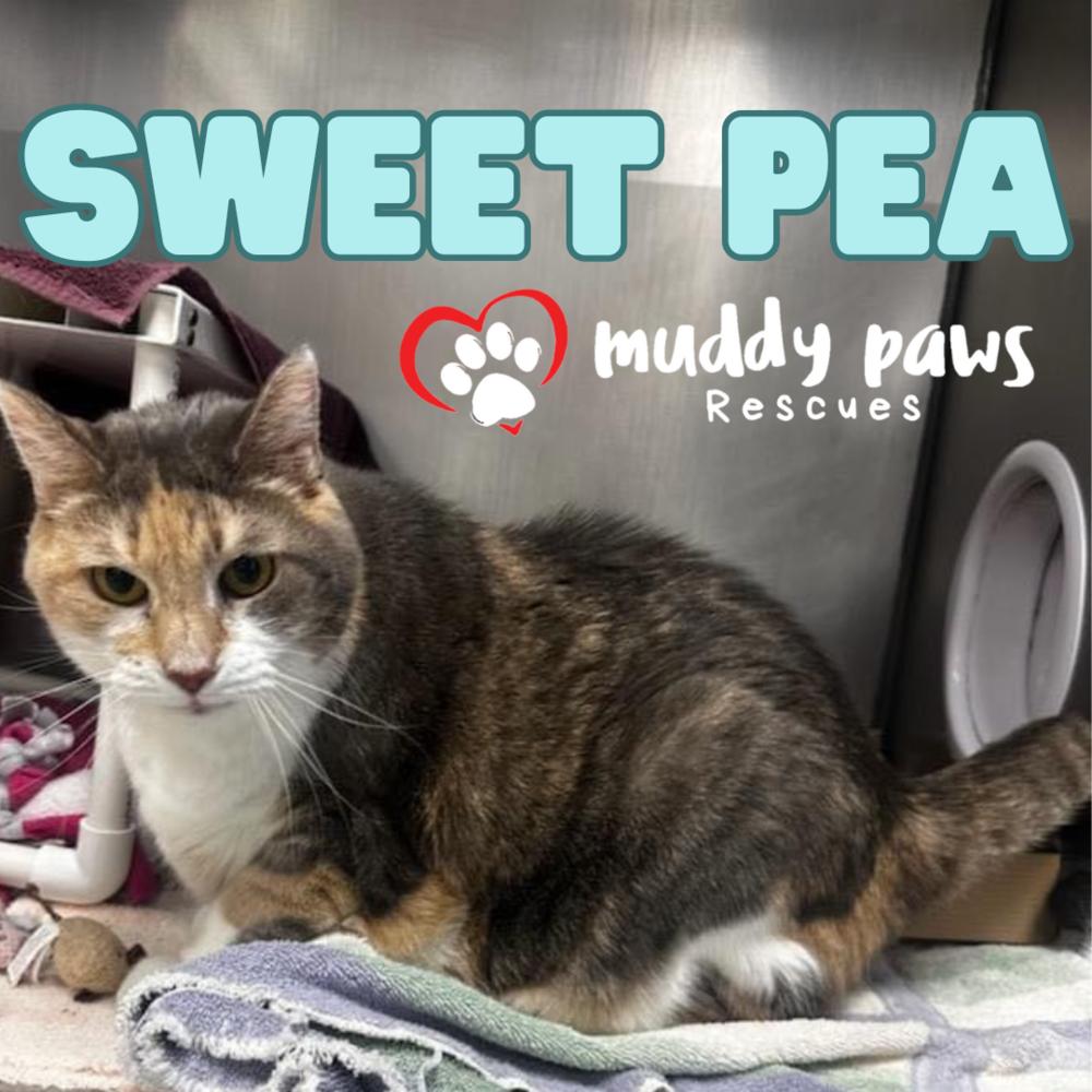 Sweet Pea, a Adoptable Domestic Short Hair in Council Bluffs, IA image 2/2