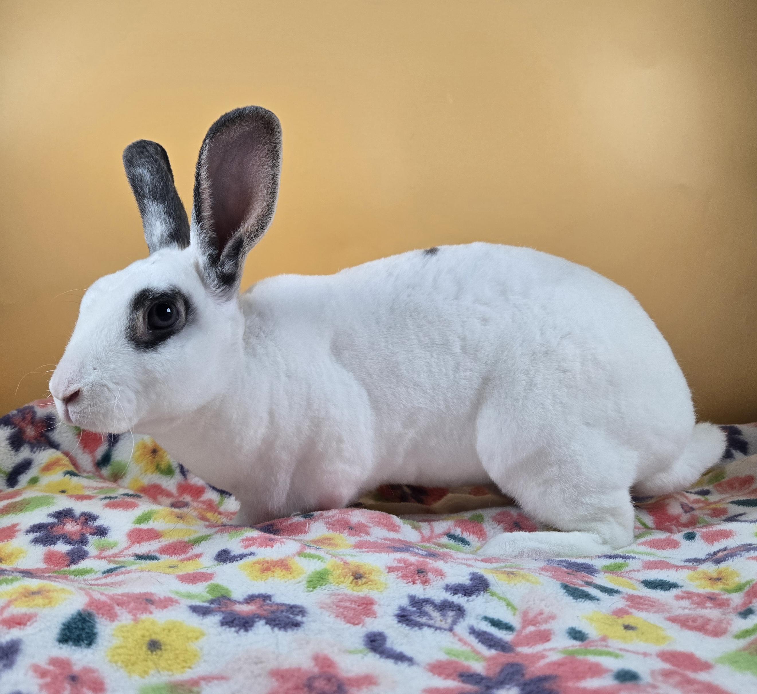 Enlarge Strawberry Shortcake , a ADOPTABLE Mini Rex in San Antonio, TX image 2/3