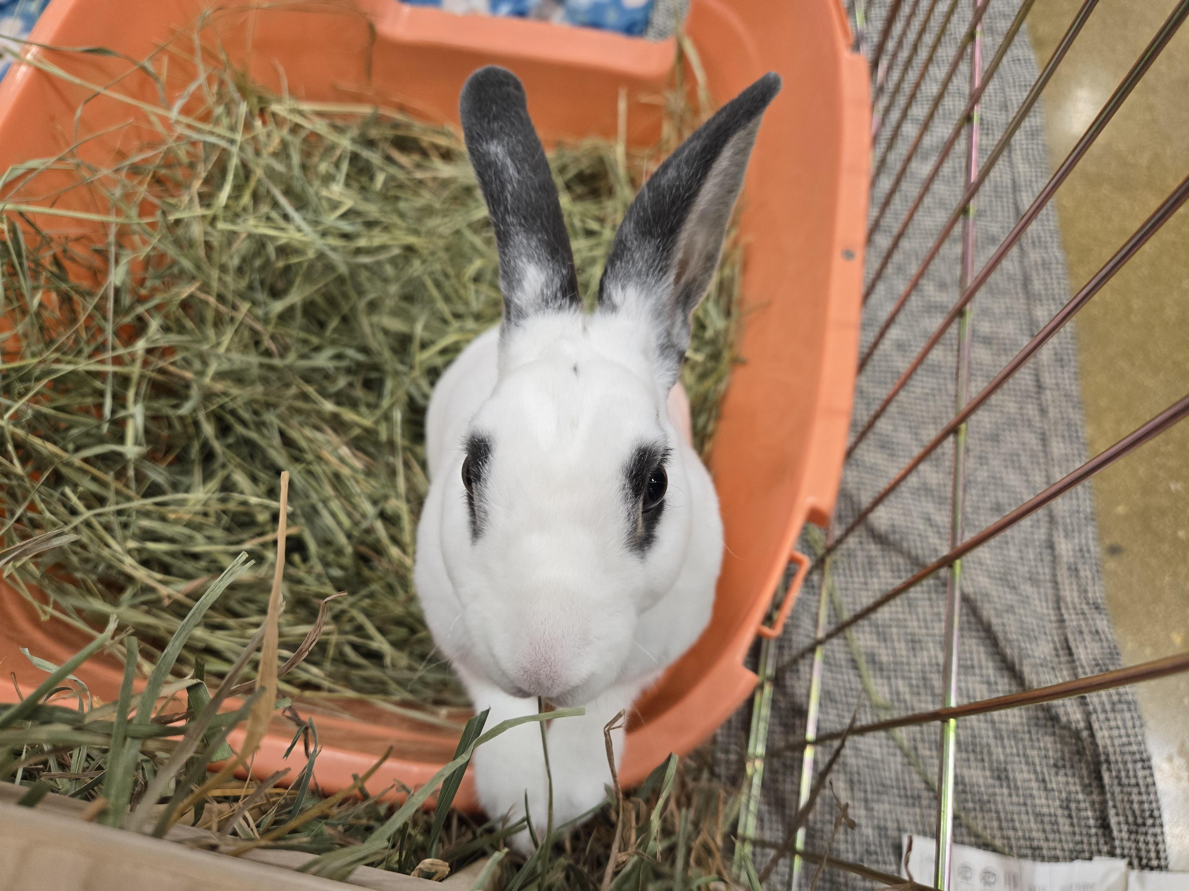 Enlarge Strawberry Shortcake , a ADOPTABLE Mini Rex in San Antonio, TX image 5/5
