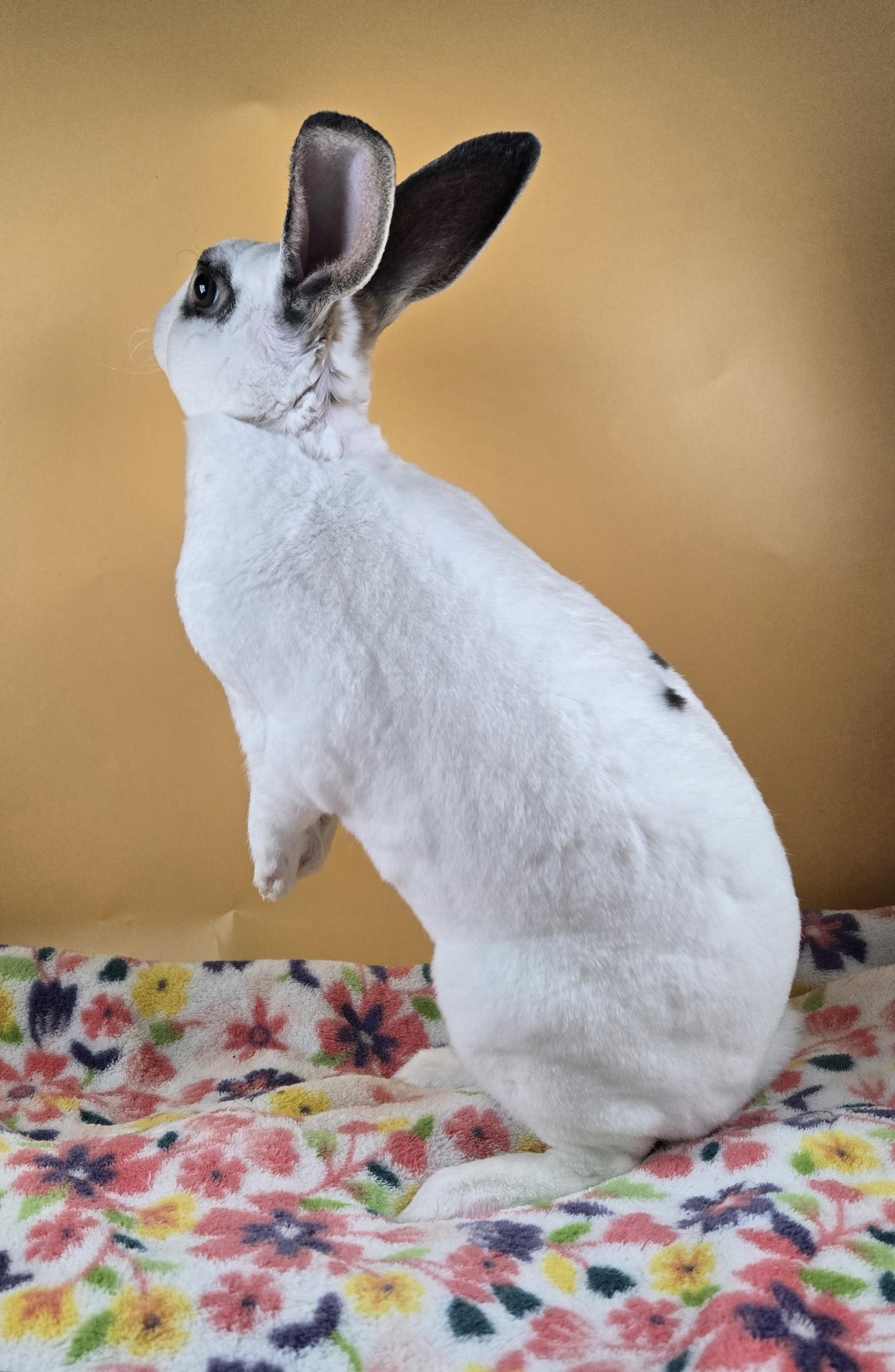 Enlarge Strawberry Shortcake , a ADOPTABLE Mini Rex in San Antonio, TX image 3/3