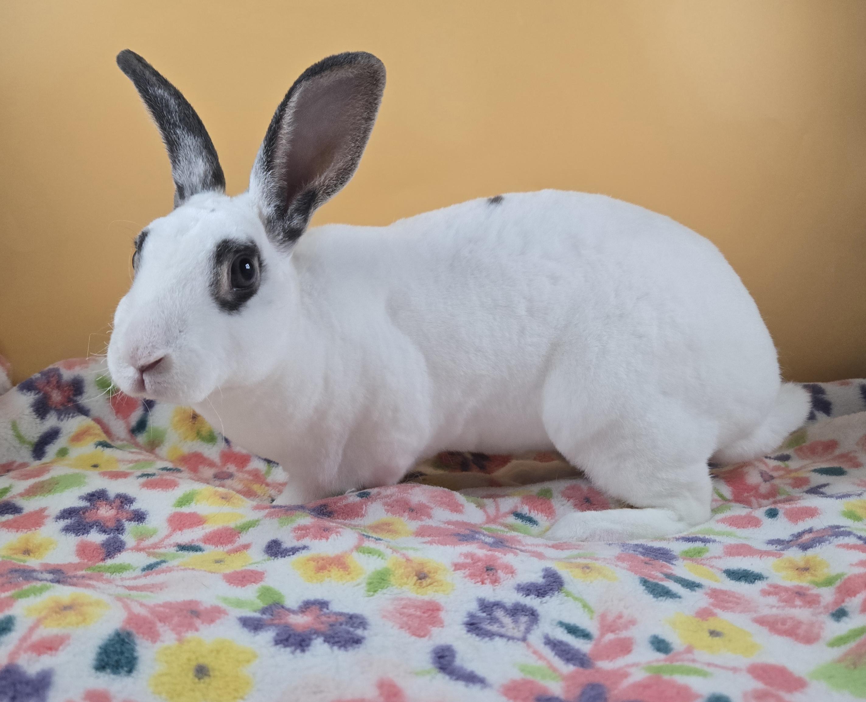 Strawberry Shortcake , ADOPTABLE, Adult Female Mini Rex.