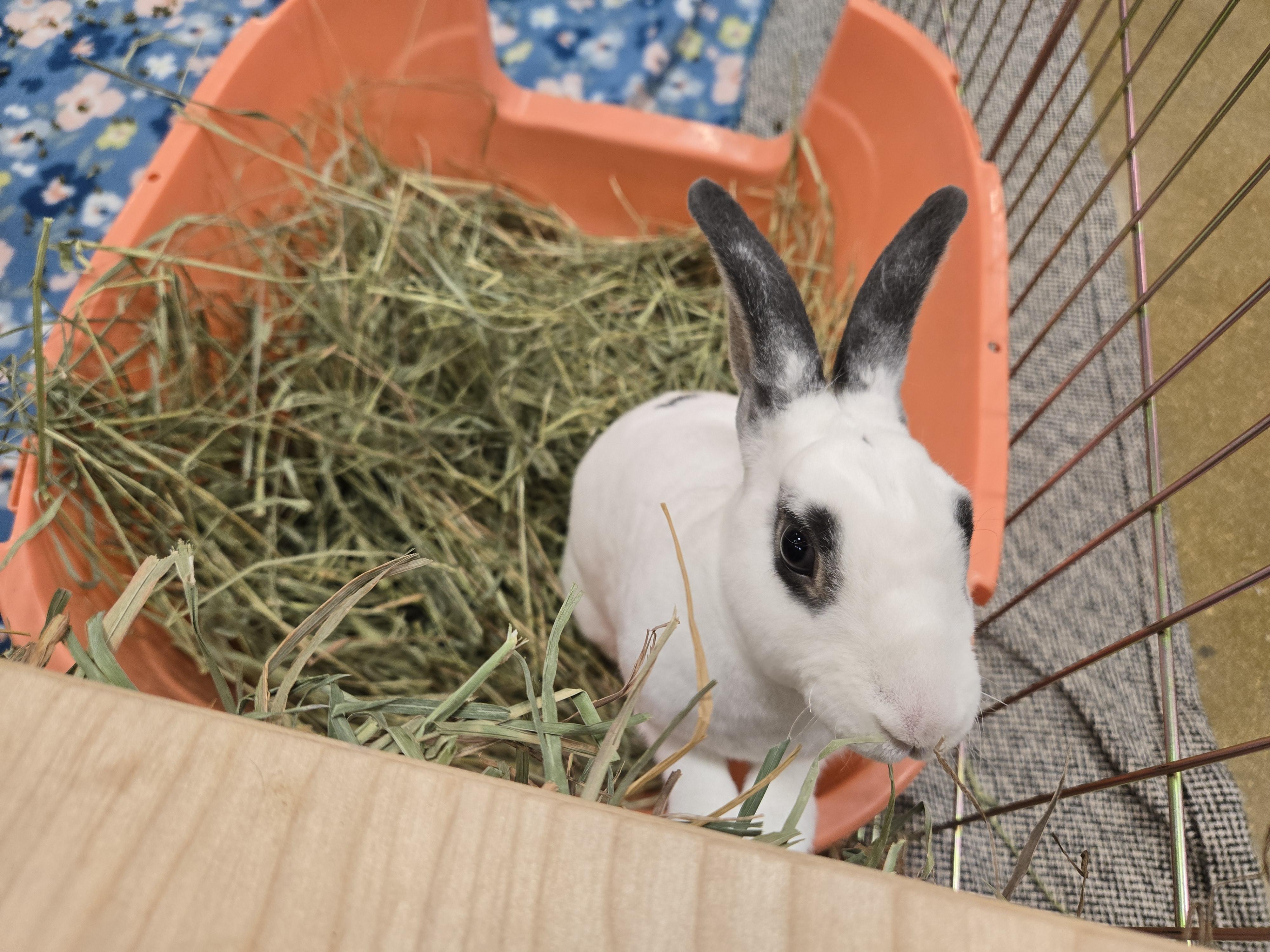 Enlarge Strawberry Shortcake , a ADOPTABLE Mini Rex in San Antonio, TX image 4/5