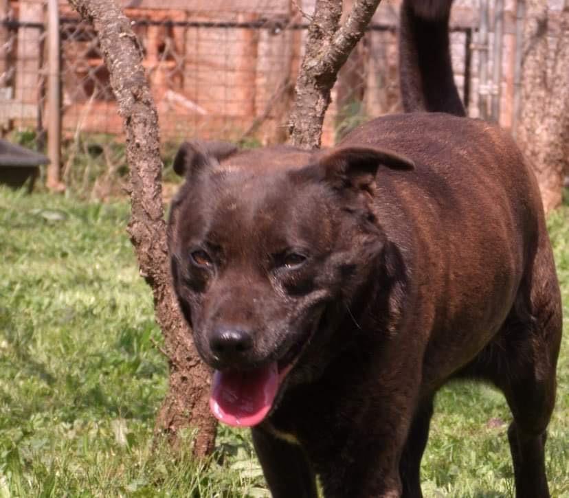 Monica, a Adoptable mixed breed in Yukon, OK image 3/3