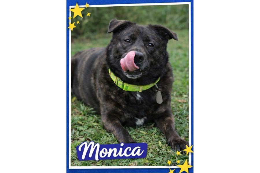 Monica, a Adoptable mixed breed in Yukon, OK image 1/3
