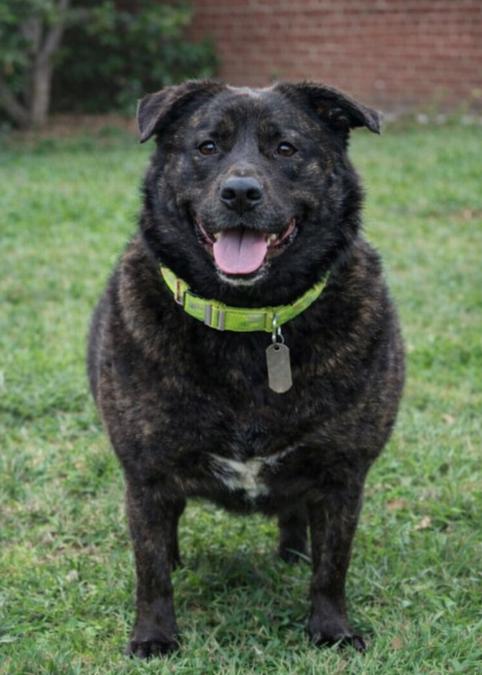 Monica, a Adoptable mixed breed in Yukon, OK image 3/3