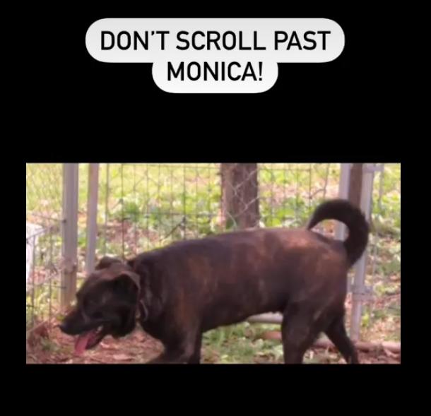 Monica, a Adoptable mixed breed in Yukon, OK image 2/3