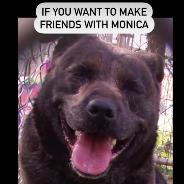 Monica, Adoptable, Senior Female Plott Hound.