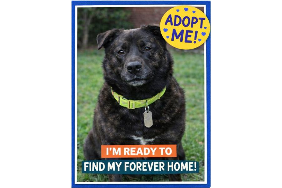 Monica, a Adoptable mixed breed in Yukon, OK image 2/3