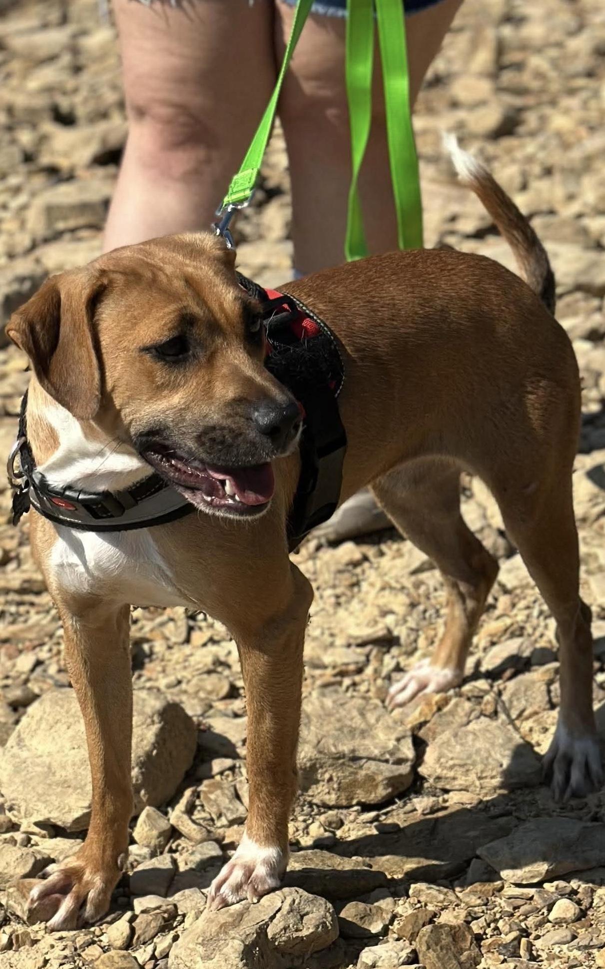 Enlarge Rihanna, a ADOPTABLE Mixed Breed in Westwood, NJ image 5/5