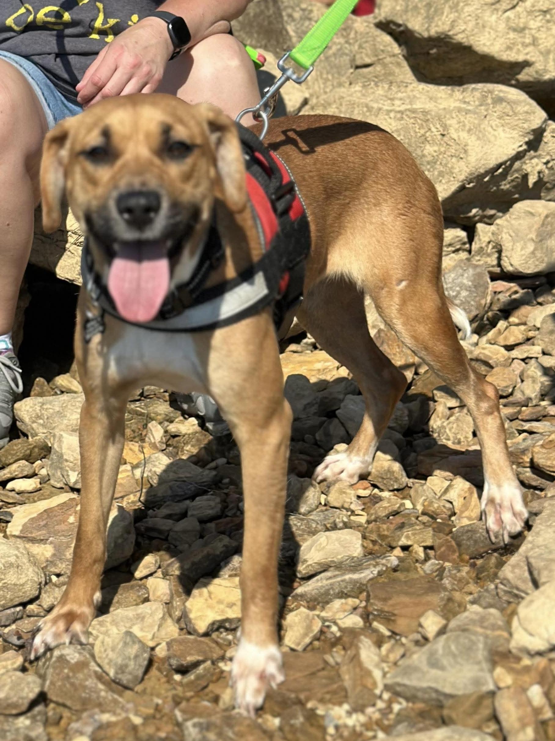 Enlarge Rihanna, a ADOPTABLE Mixed Breed in Westwood, NJ image 1/5