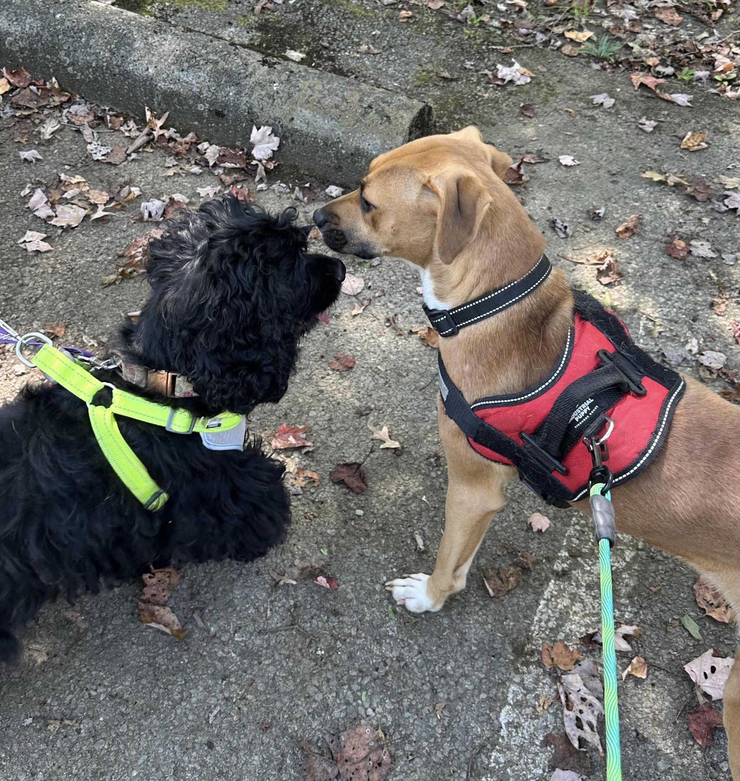 Enlarge Rihanna, a ADOPTABLE Mixed Breed in Westwood, NJ image 4/5