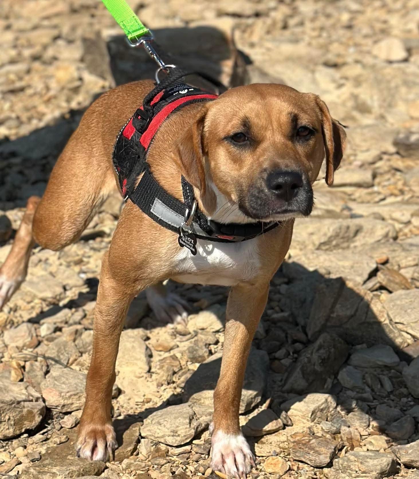 Enlarge Rihanna, a ADOPTABLE Mixed Breed in Westwood, NJ image 2/5