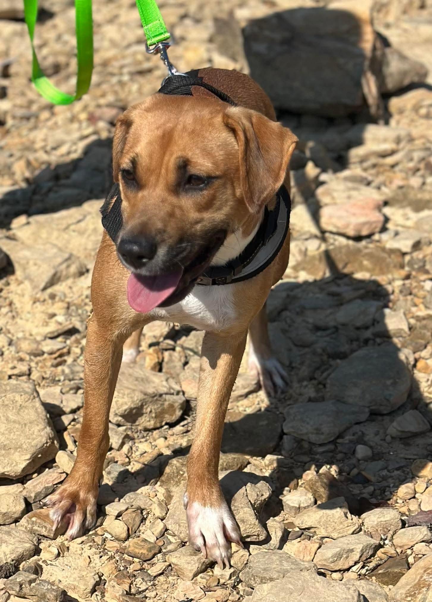 Enlarge Rihanna, a ADOPTABLE Mixed Breed in Westwood, NJ image 3/5