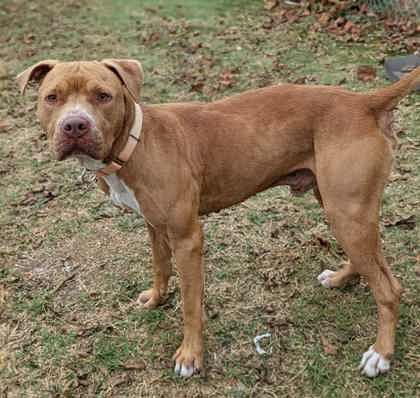 Rowe, ADOPTABLE, Young Male Pit Bull Terrier & Staffordshire Bull Terrier.