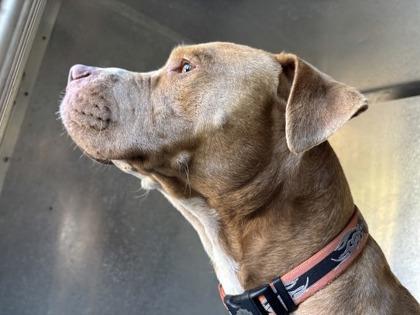 Enlarge Rowe, a ADOPTABLE mixed breed in Inverness, FL image 2/2