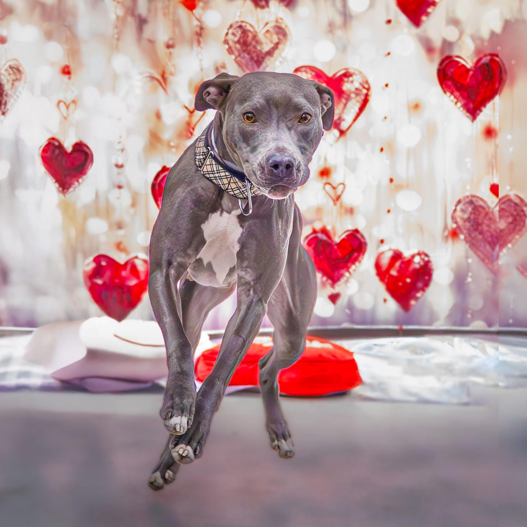 Enlarge Lucky, an adoptable mixed breed in Hamilton, ON image 6/6