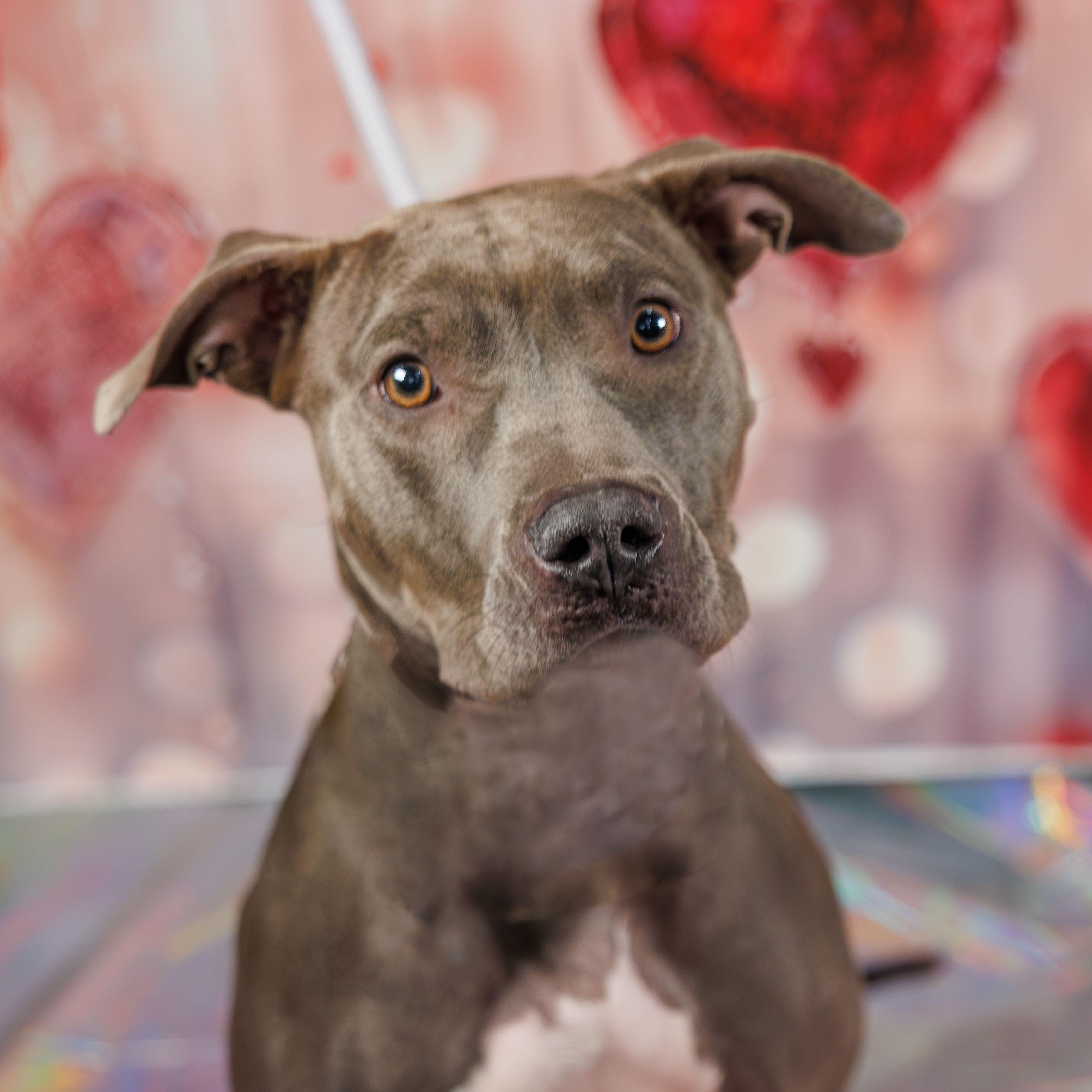 Lucky, adoptable, Adult Female American Bulldog.