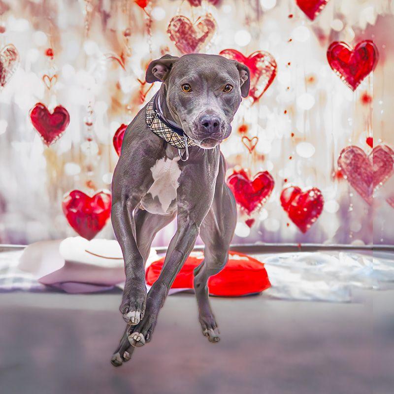 Enlarge Lucky, an adoptable mixed breed in Hamilton, ON image 4/6