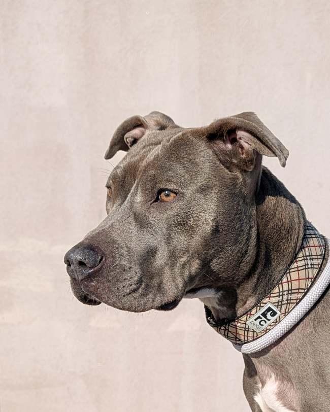 Enlarge Lucky, an adoptable mixed breed in Hamilton, ON image 6/6