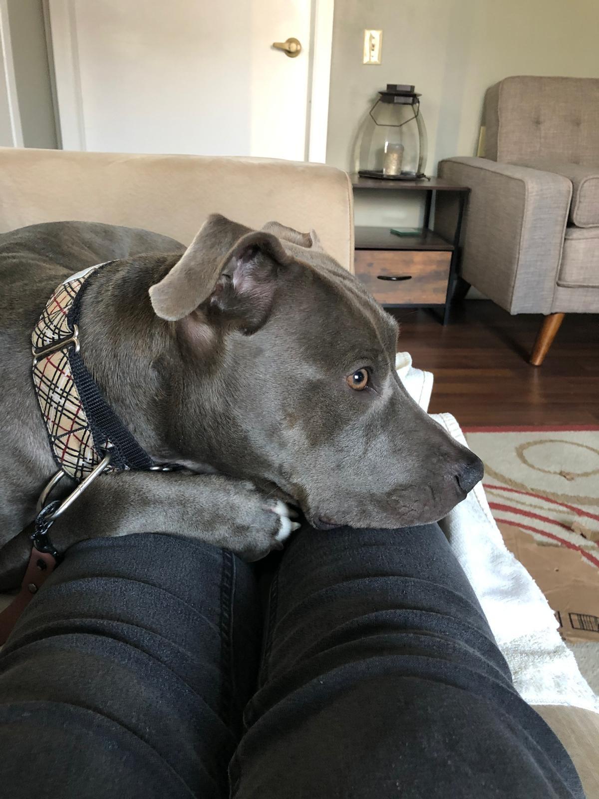 Lucky, adoptable, Adult Female American Bulldog.