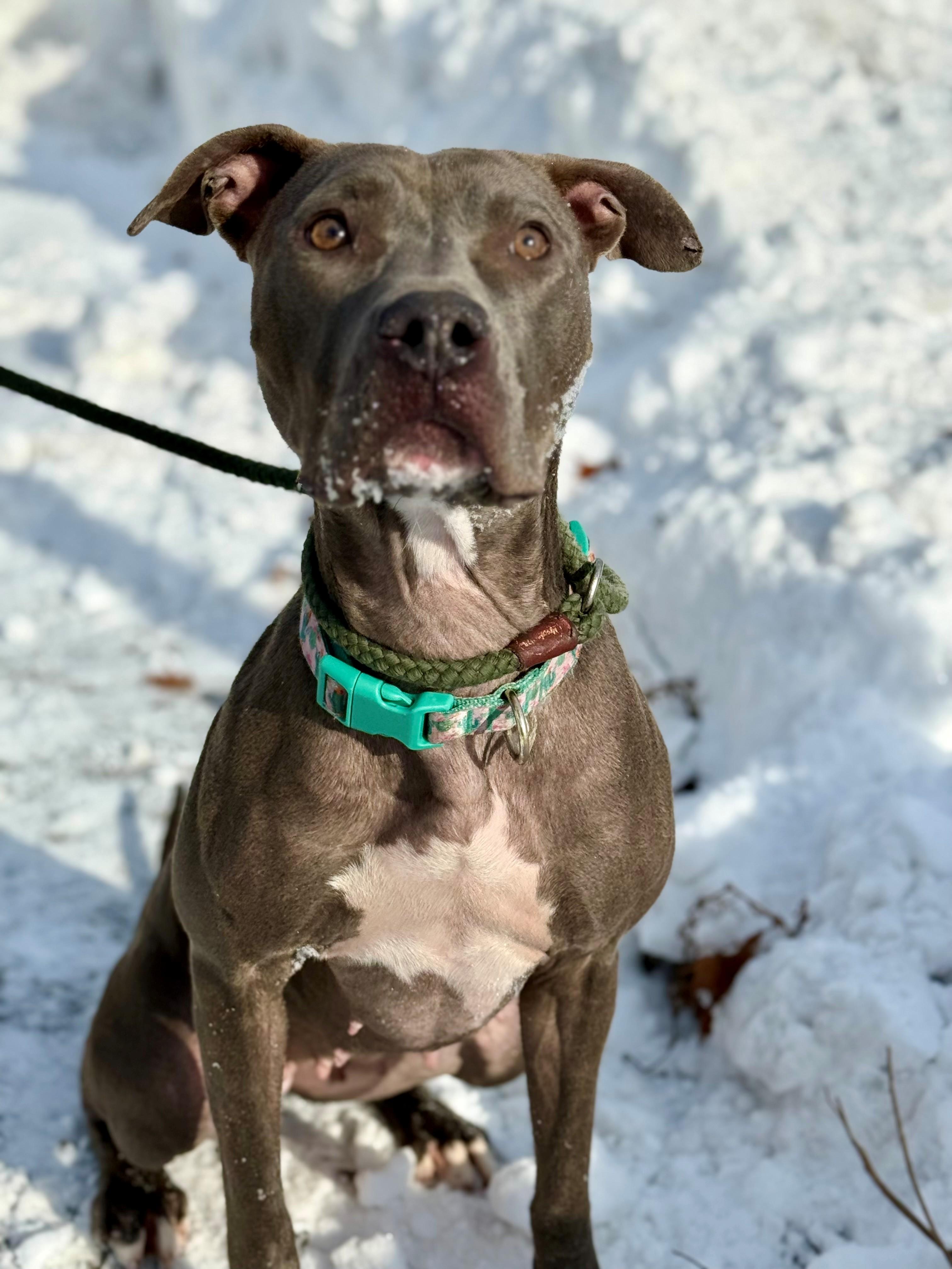 Enlarge Lucky, an adoptable mixed breed in Hamilton, ON image 2/6