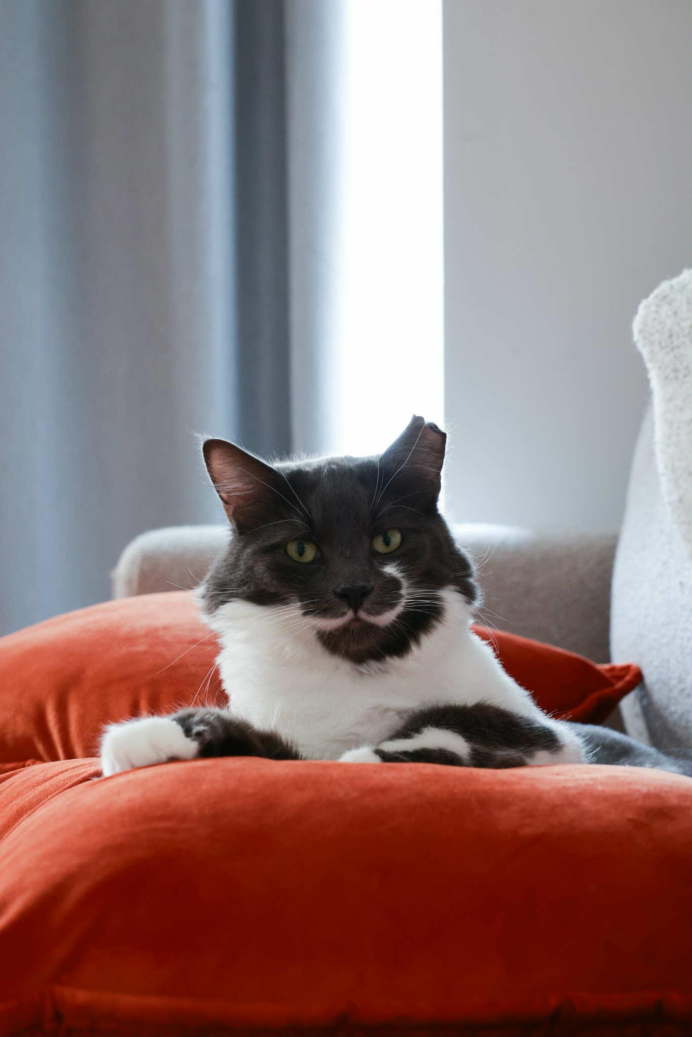 Enlarge Clooney, a Adoptable Domestic Long Hair in Terrebonne, QC image 2/6