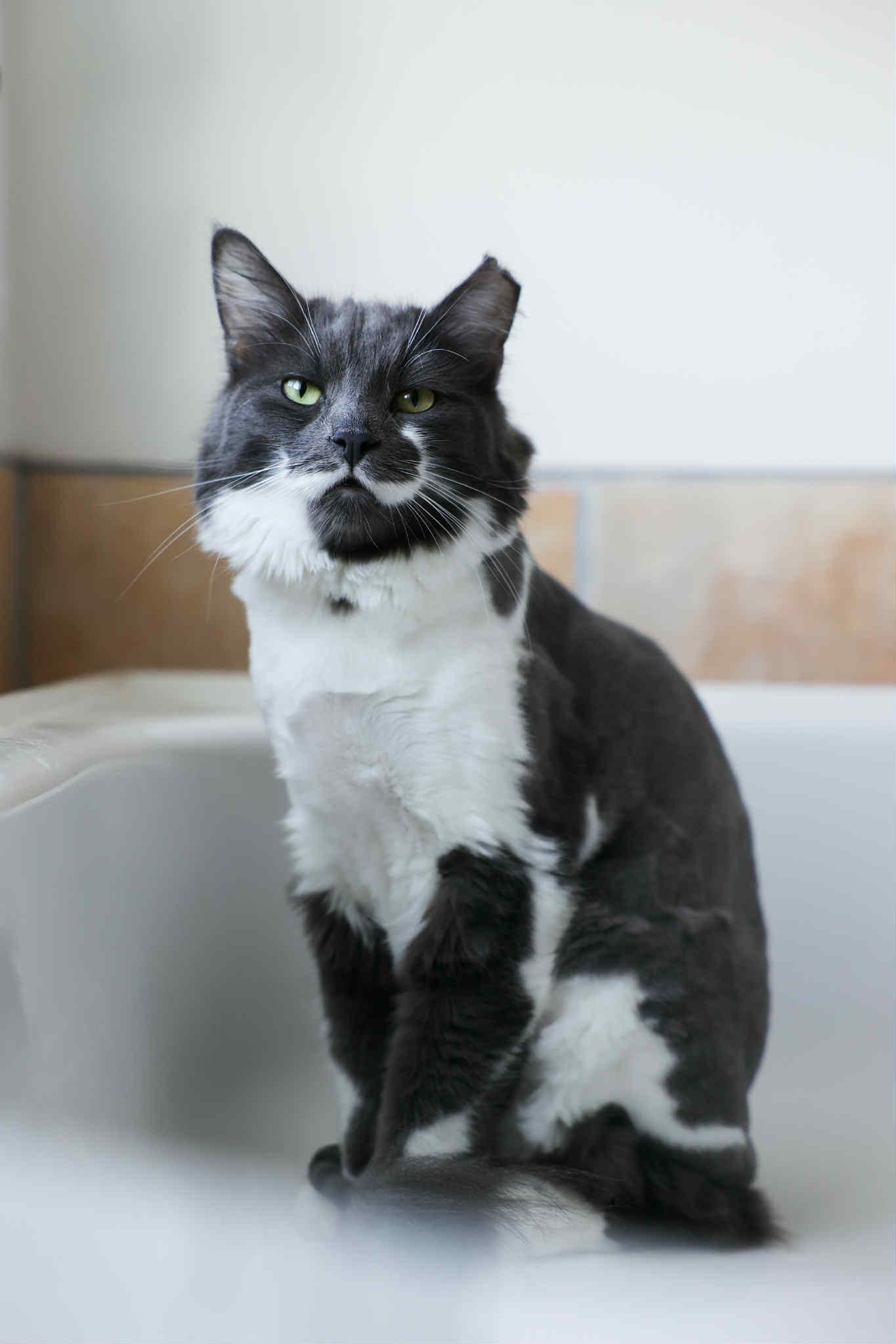 Enlarge Clooney, a Adoptable Domestic Long Hair in Terrebonne, QC image 4/6