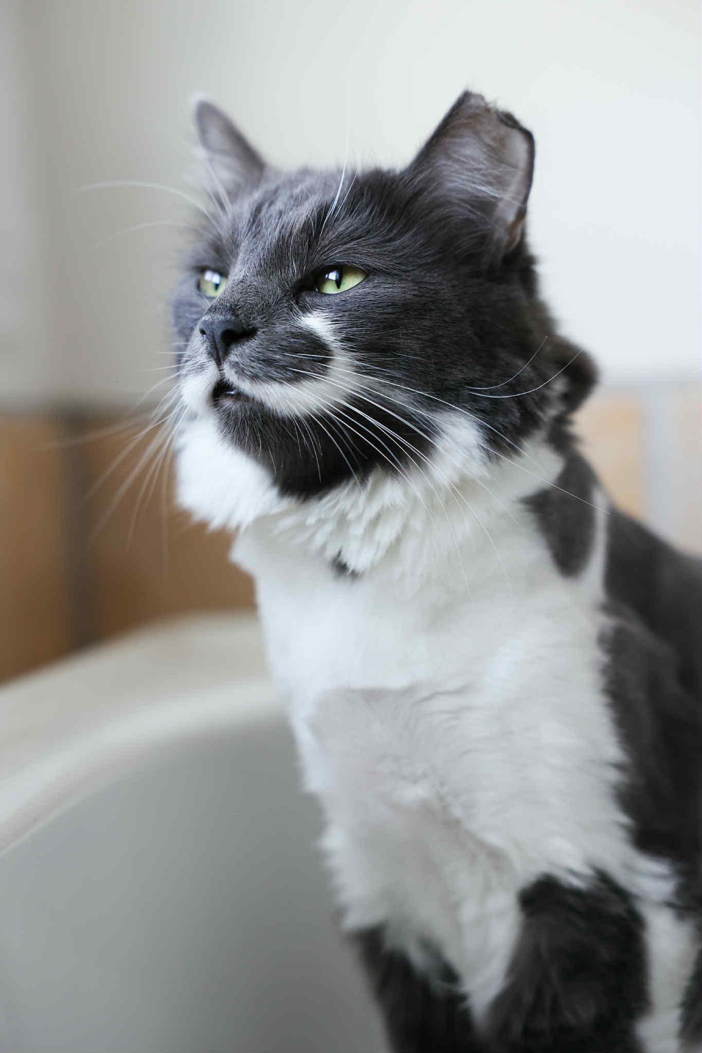 Clooney, an adoptable Domestic Long Hair in Terrebonne, QC, J6Y 1H9 | Photo Image 6