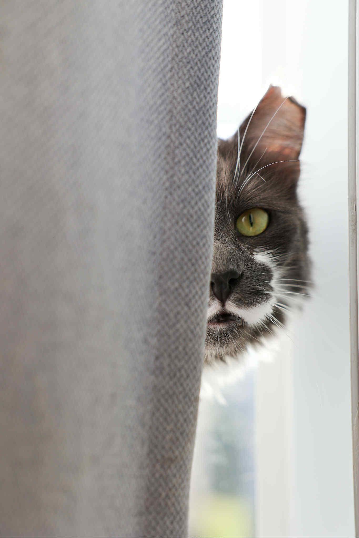 Enlarge Clooney, a Adoptable Domestic Long Hair in Terrebonne, QC image 5/6