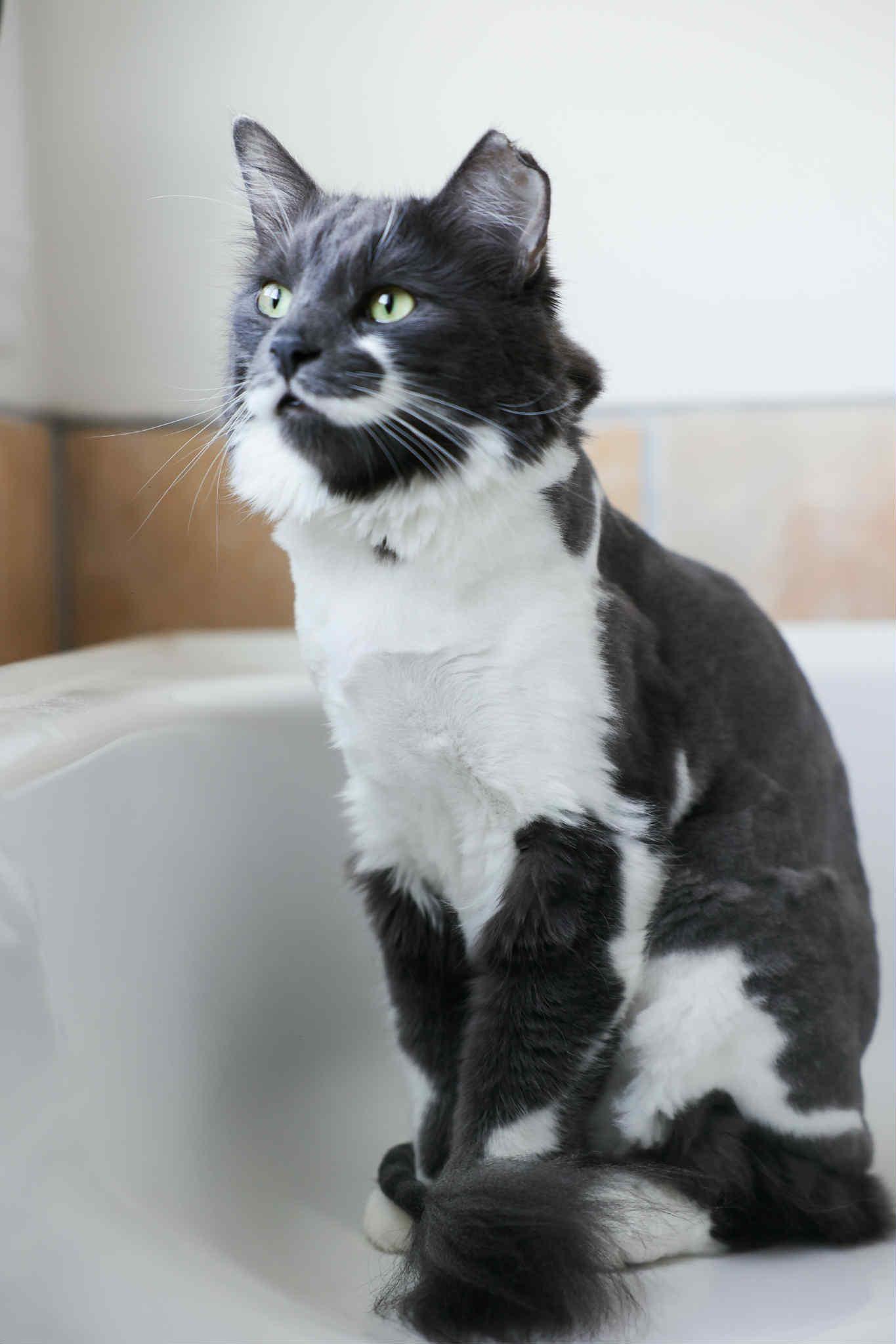 Clooney, an adoptable Domestic Long Hair in Terrebonne, QC, J6Y 1H9 | Photo Image 5