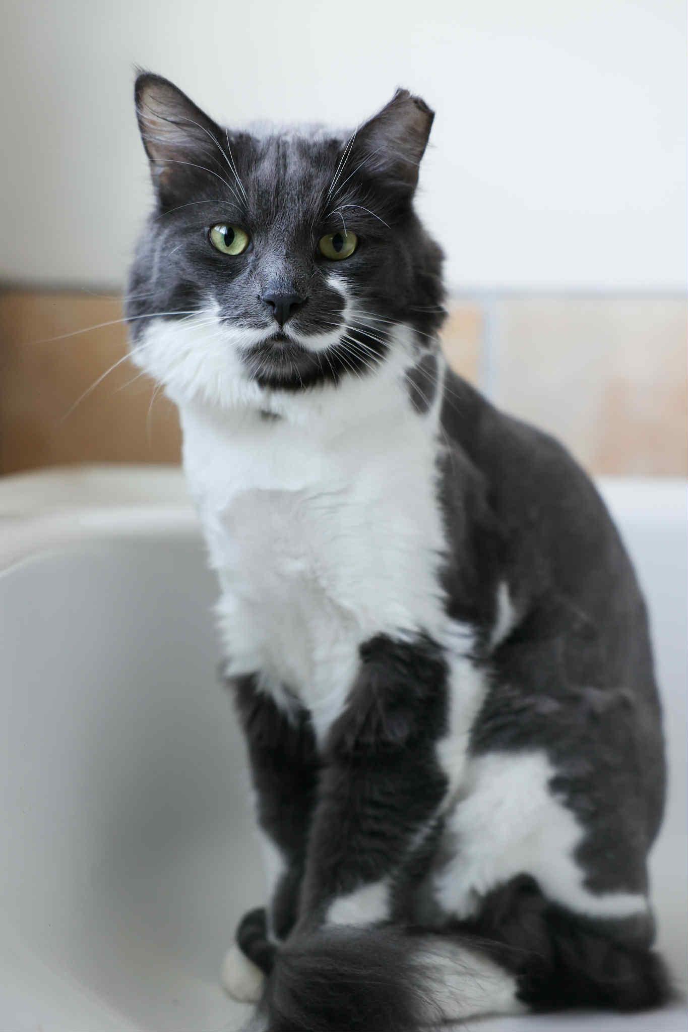 Clooney, an adoptable Domestic Long Hair in Terrebonne, QC, J6Y 1H9 | Photo Image 2