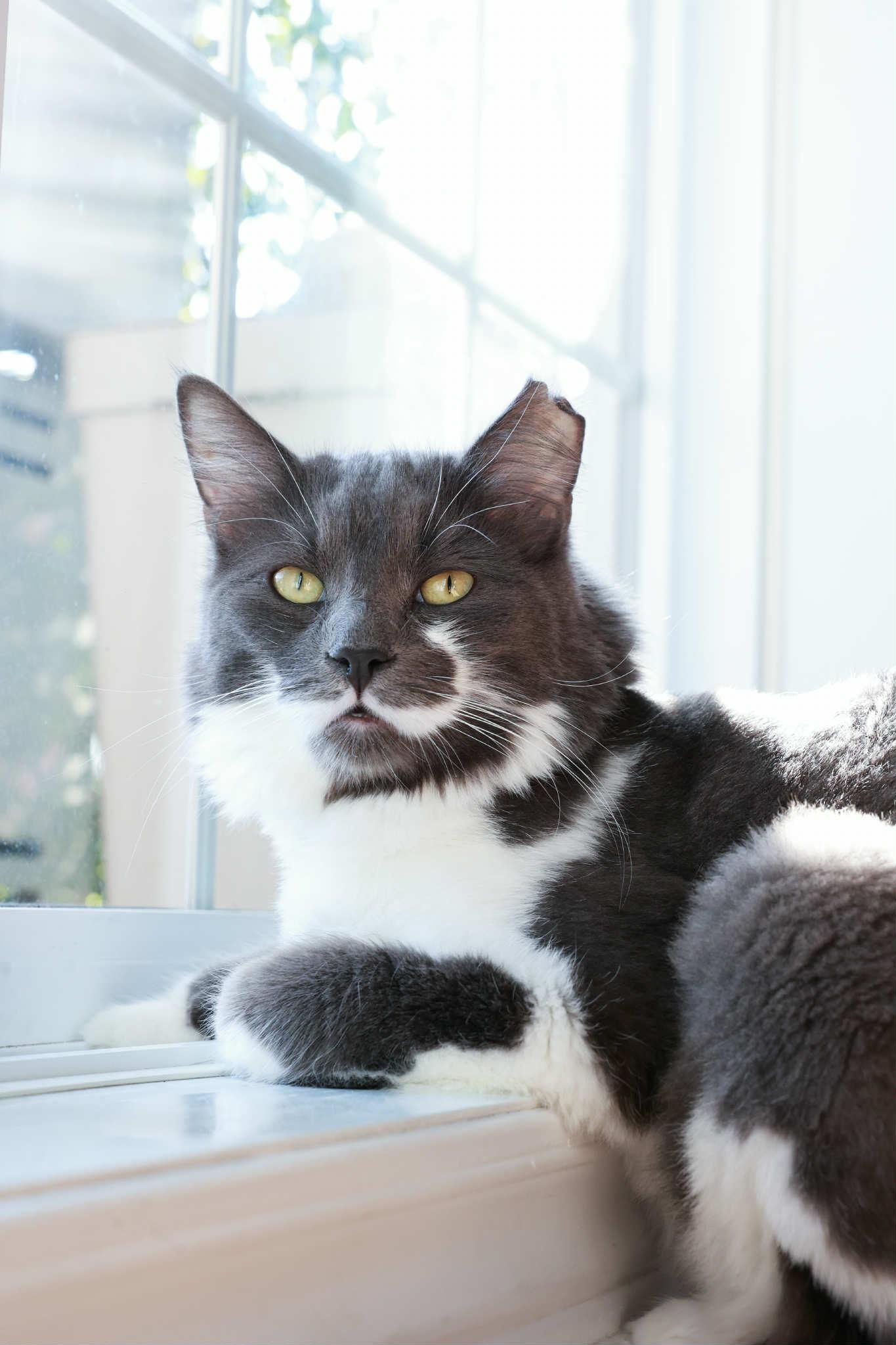 Enlarge Clooney, a Adoptable Domestic Long Hair in Terrebonne, QC image 6/6