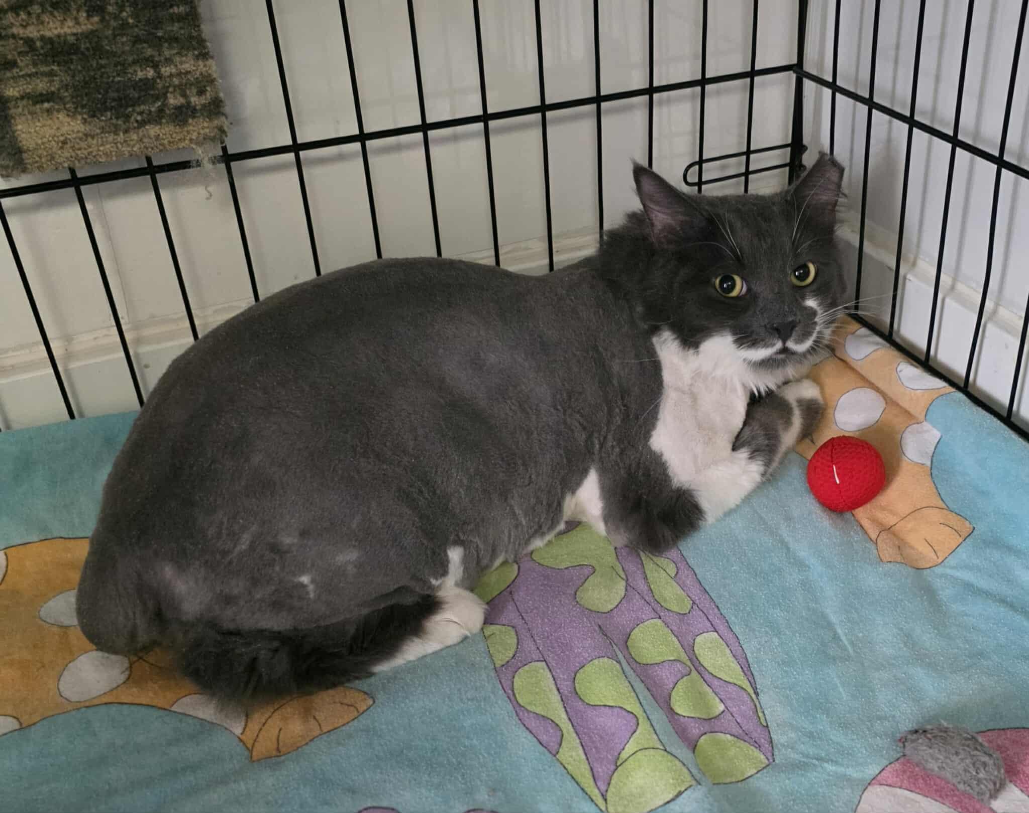 Clooney, an adoptable Domestic Long Hair in Terrebonne, QC, J6Y 1H9 | Photo Image 5