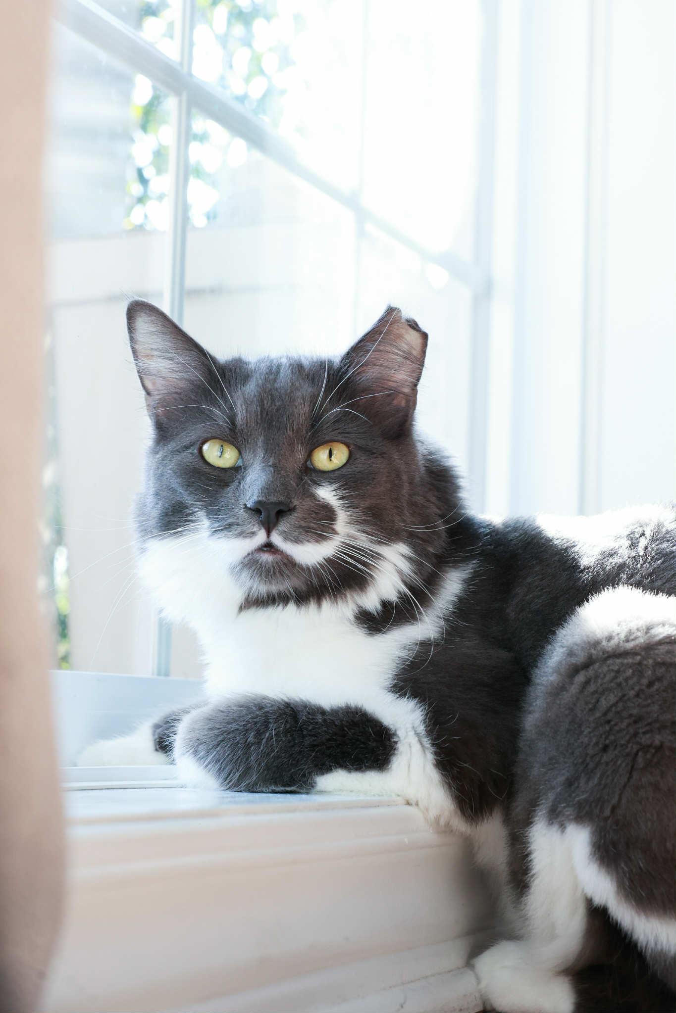 Enlarge Clooney, a Adoptable Domestic Long Hair in Terrebonne, QC image 1/6