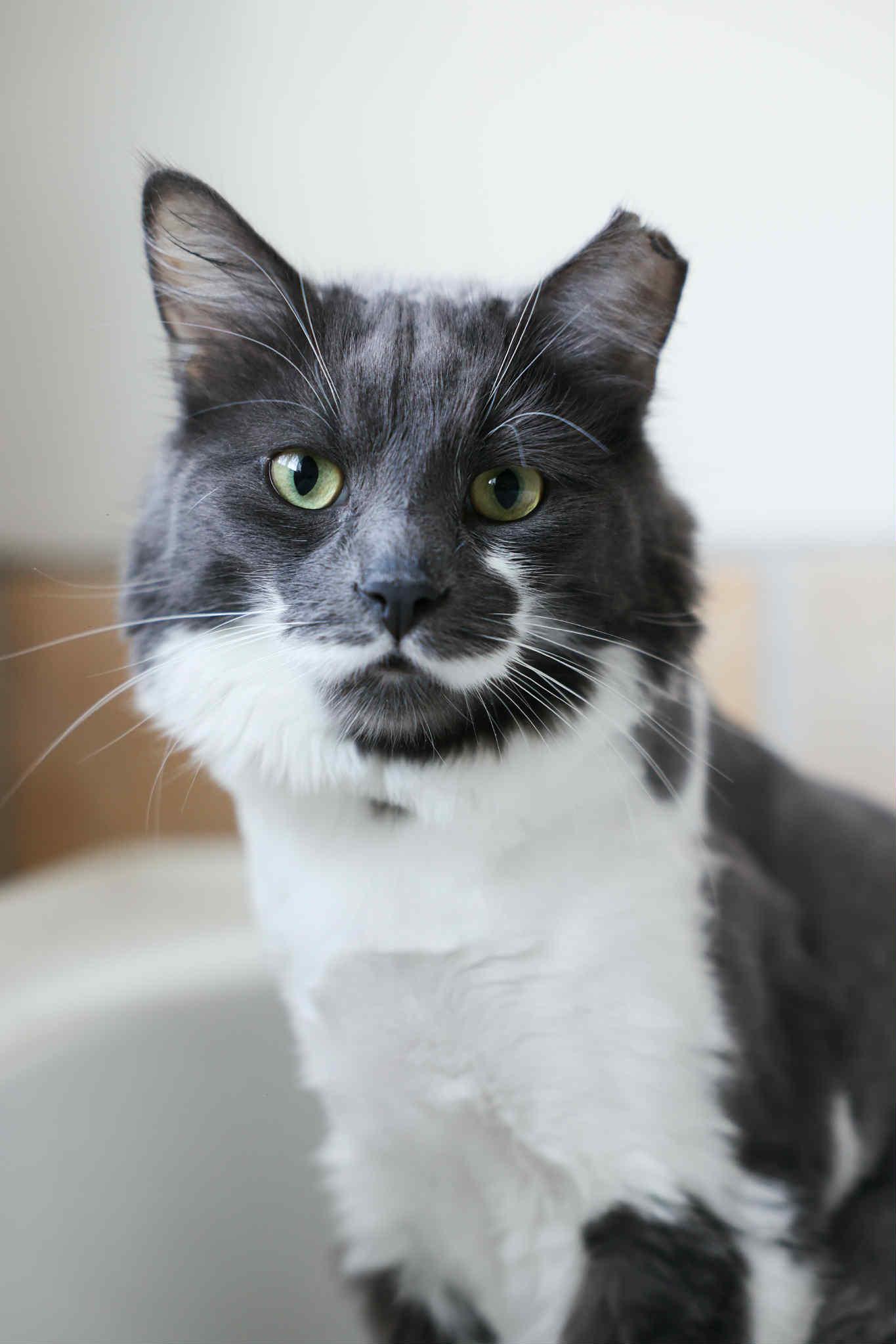 Clooney, an adoptable Domestic Long Hair in Terrebonne, QC, J6Y 1H9 | Photo Image 1