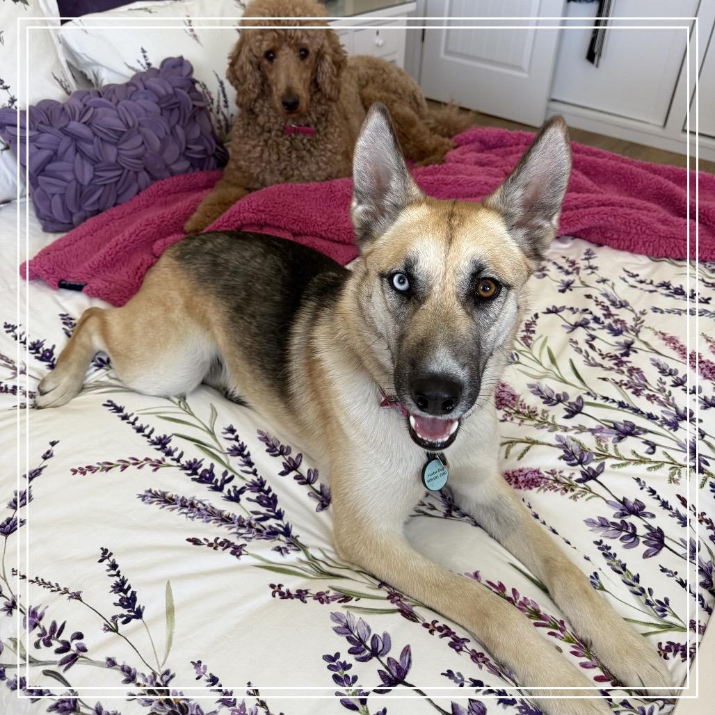 Misty, Adoptable, Adult Female German Shepherd Dog & Mixed Breed.