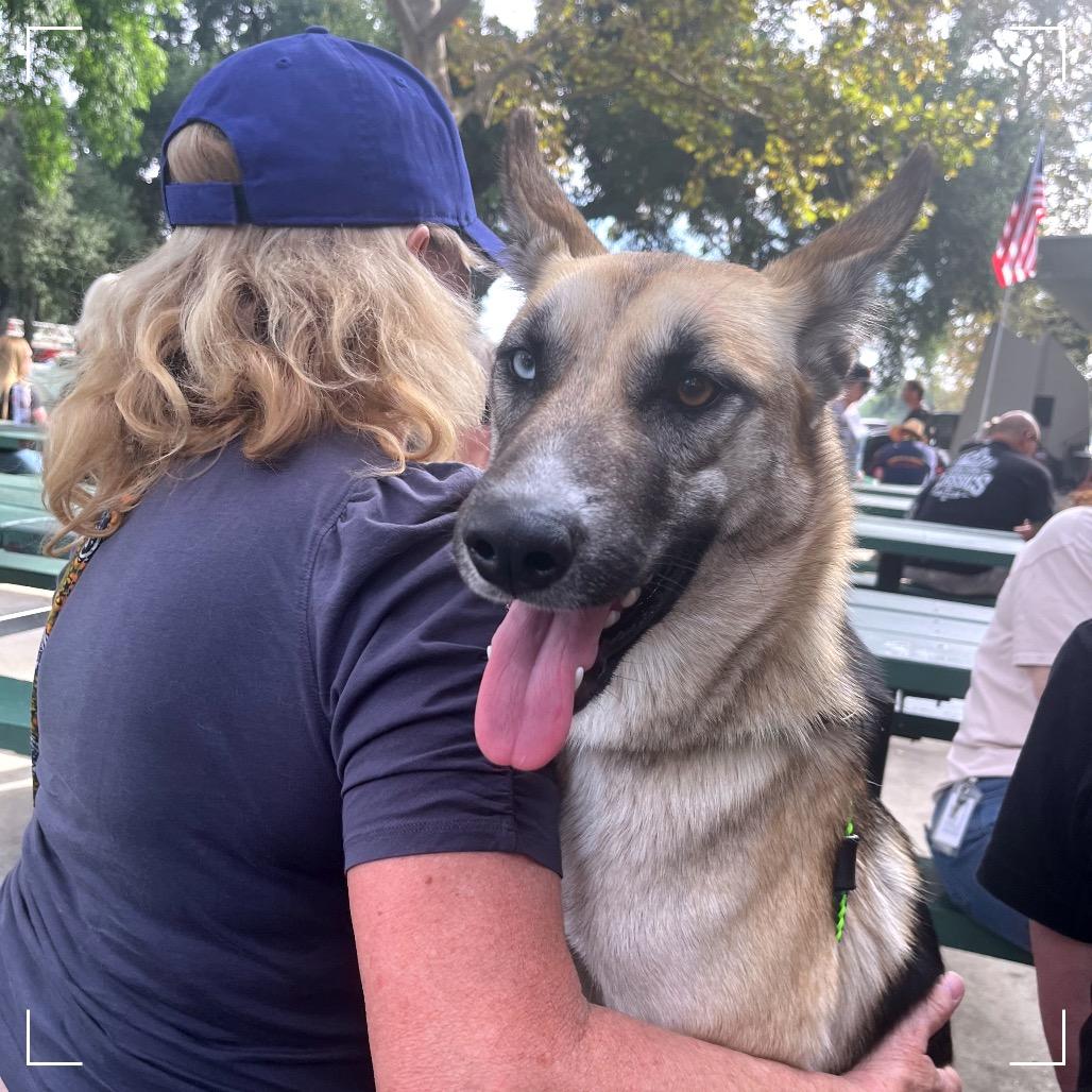 Misty, a Adoptable mixed breed in Upland, CA image 2/6
