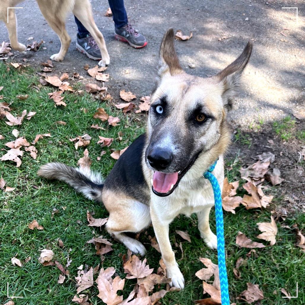Misty, a Adoptable mixed breed in Upland, CA image 3/6