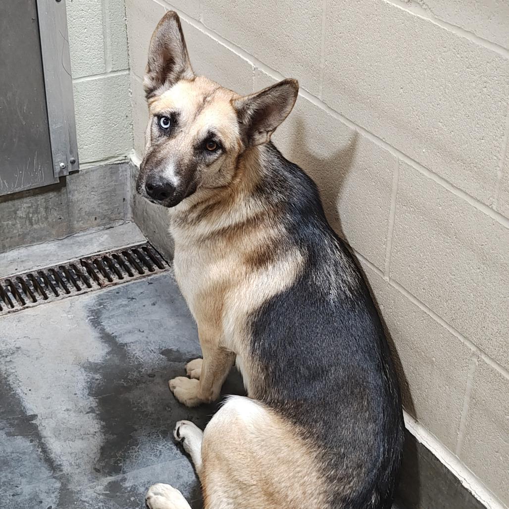 Misty, a Adoptable mixed breed in Upland, CA image 4/6
