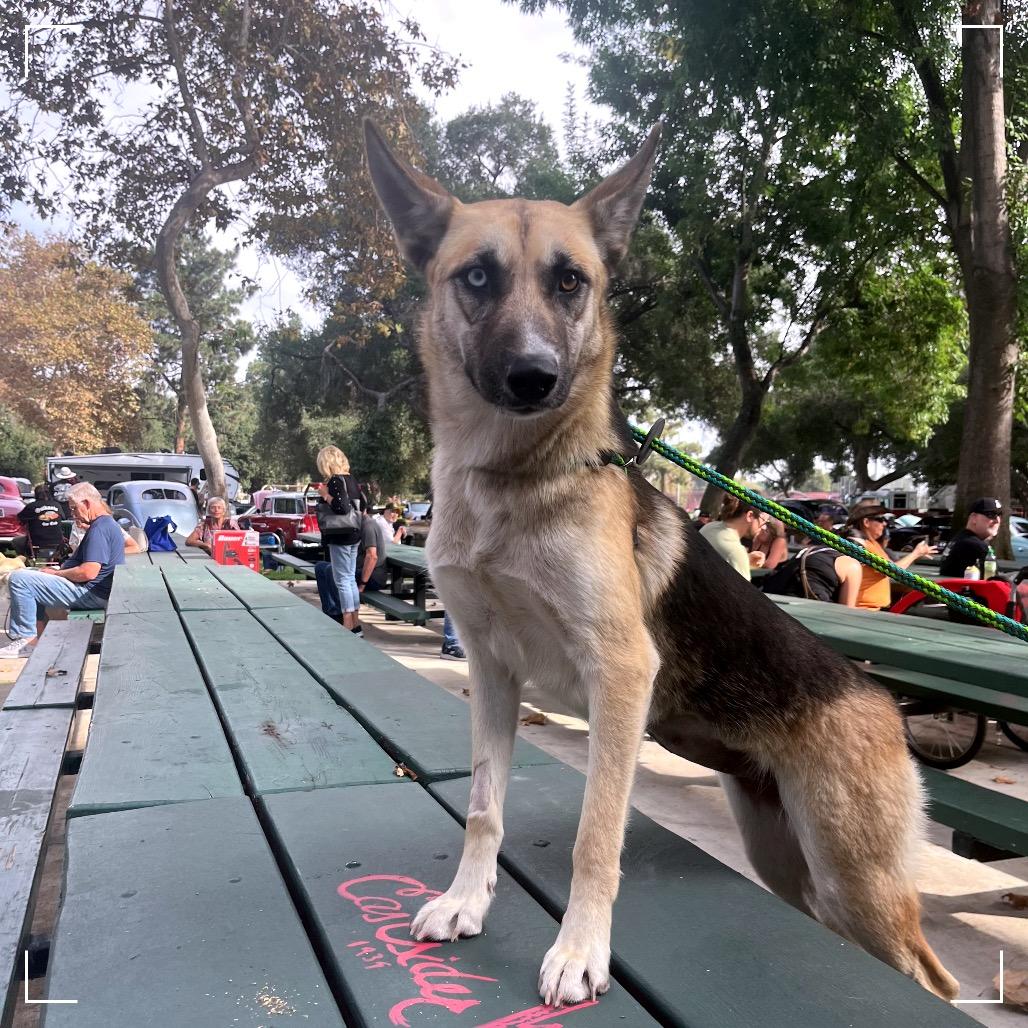 Misty, a Adoptable mixed breed in Upland, CA image 5/6