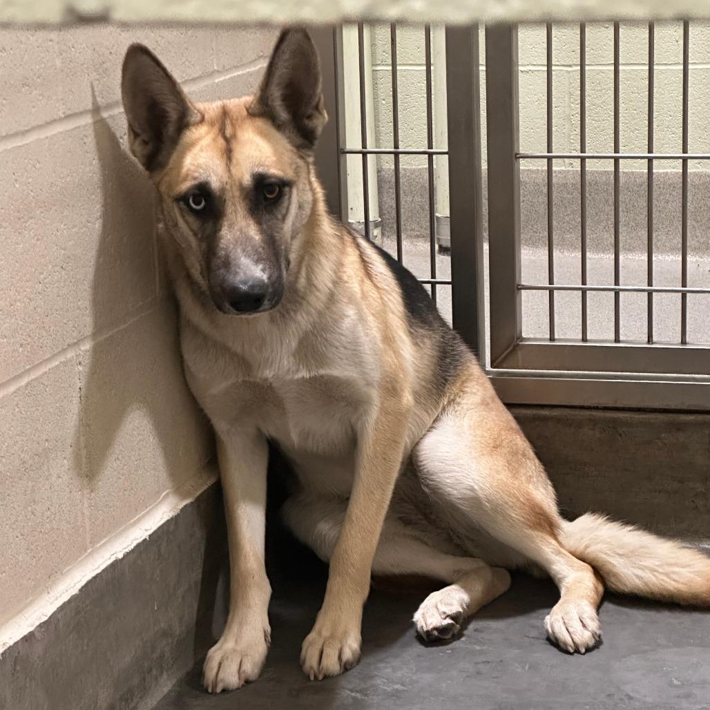 Misty, a Adoptable mixed breed in Upland, CA image 6/6