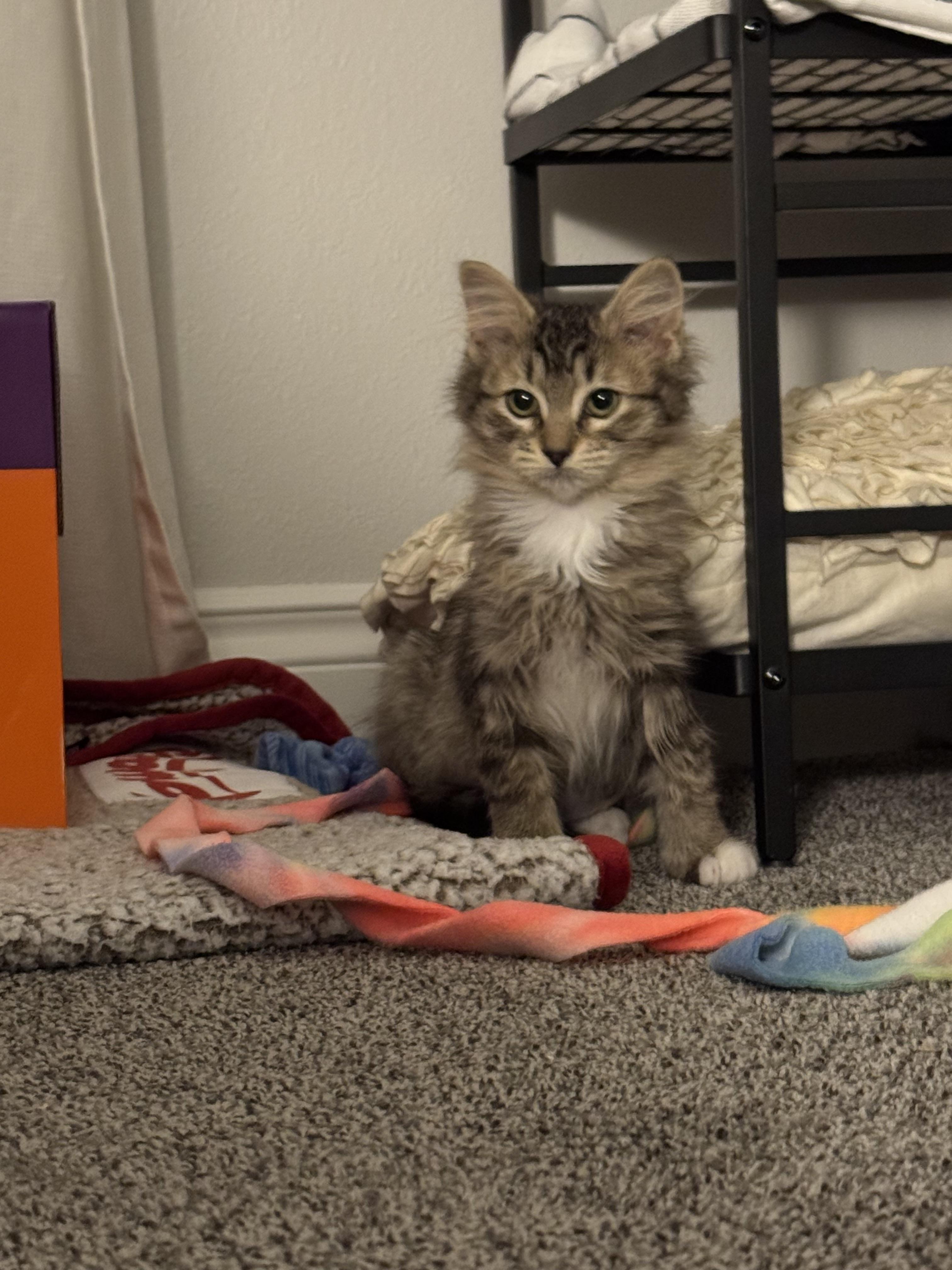 Enlarge Andie, a Adoptable Domestic Short Hair in Kennewick, WA image 1/5