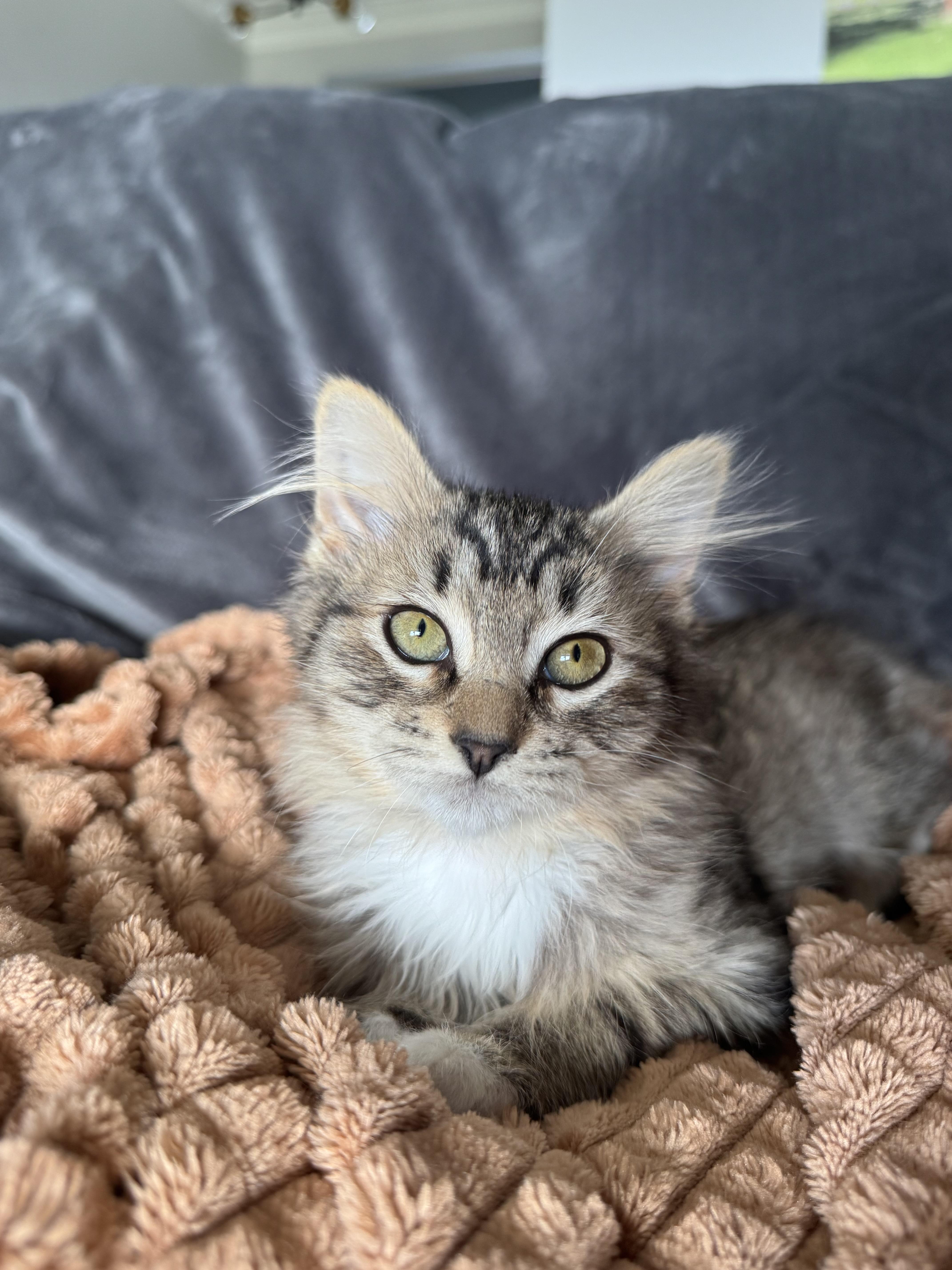 Enlarge Andie, a Adoptable Domestic Short Hair in Kennewick, WA image 3/5