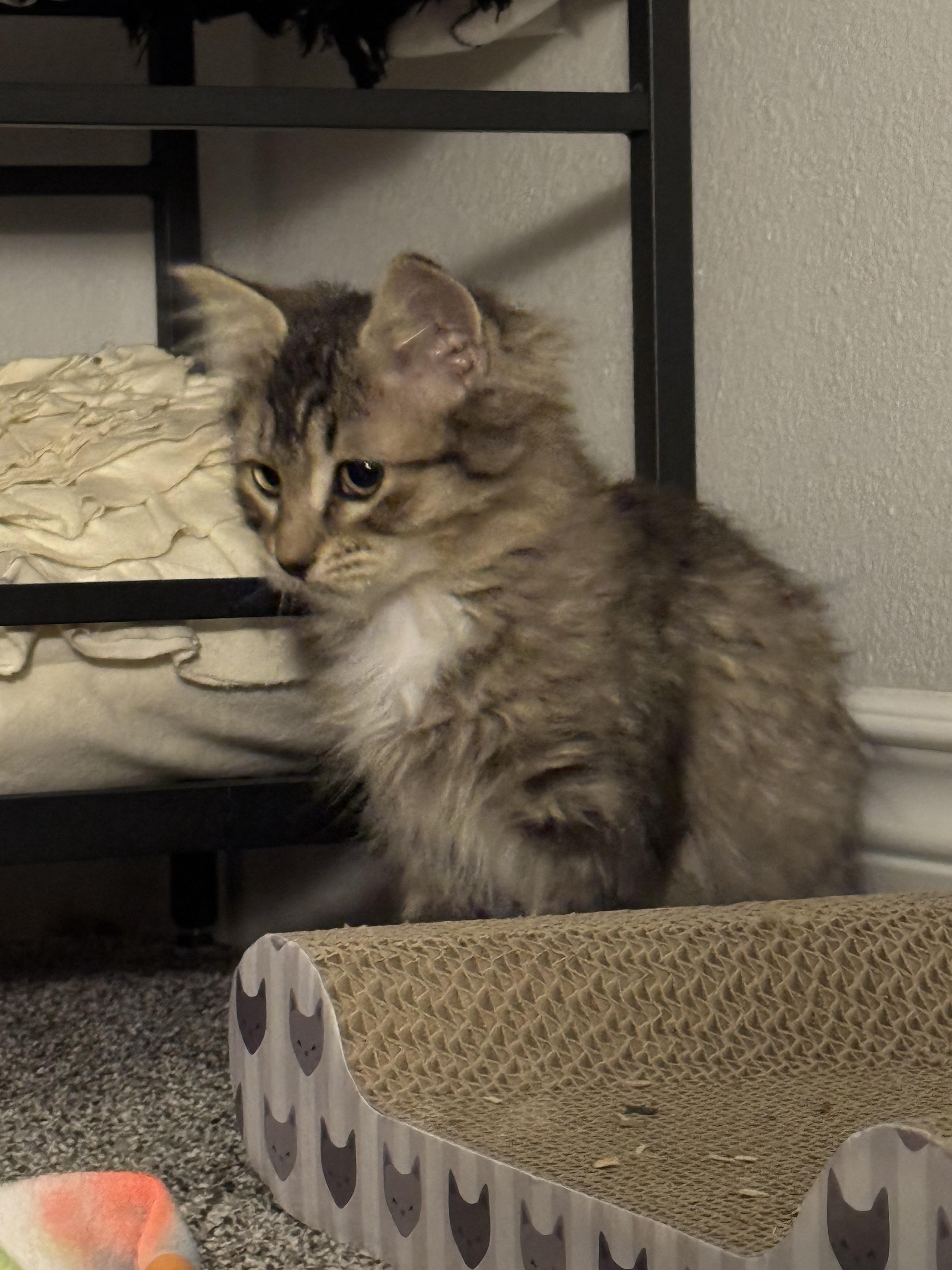 Enlarge Andie, a Adoptable Domestic Short Hair in Kennewick, WA image 4/5