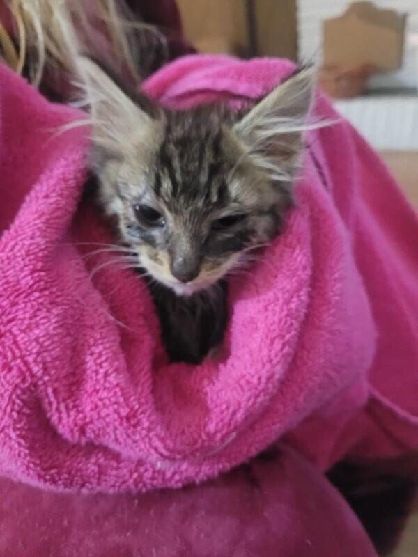 Enlarge Andie, a Adoptable Domestic Short Hair in Kennewick, WA image 5/5