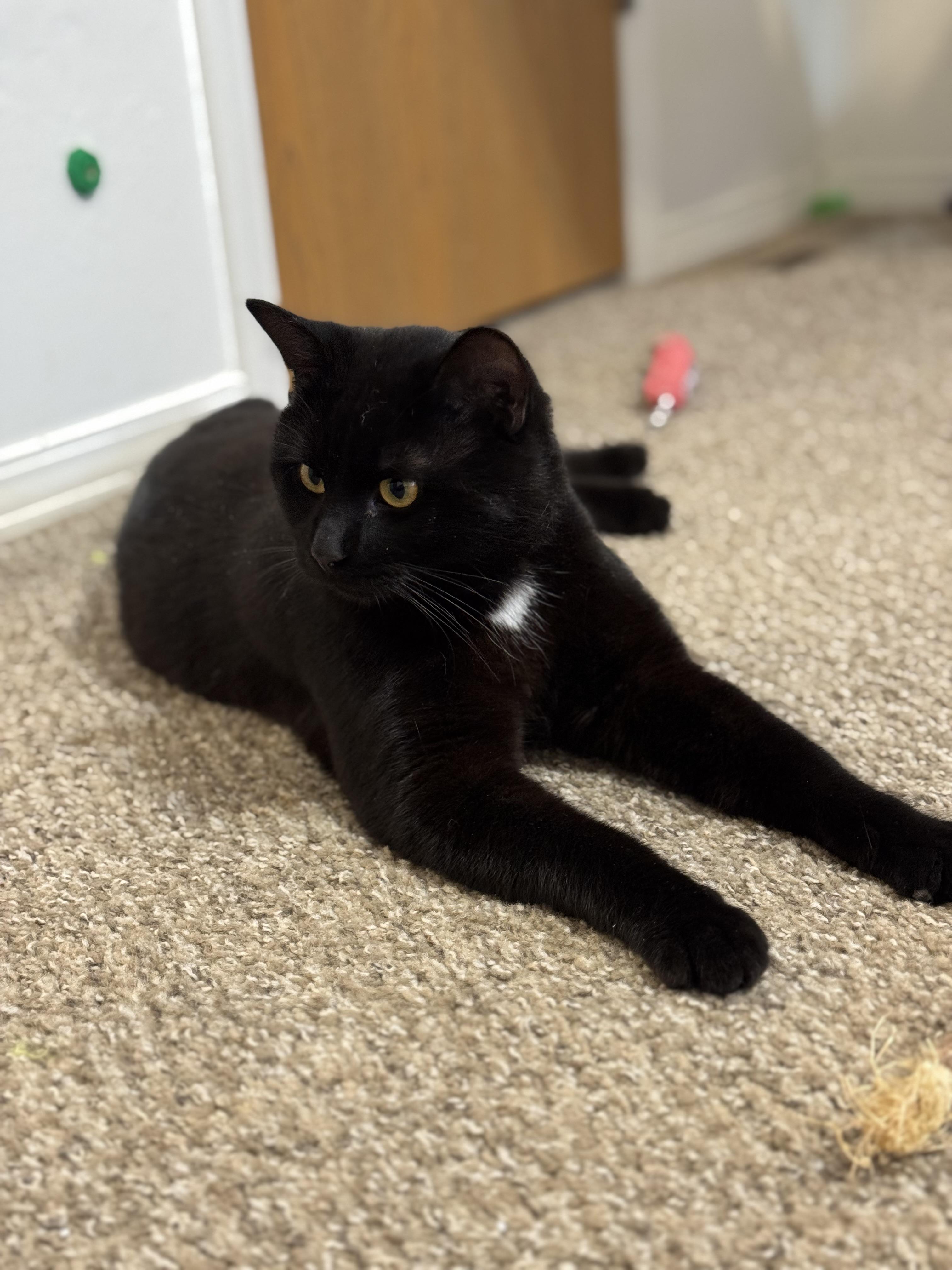 Obsidian, Adoptable, Young Male Domestic Short Hair.