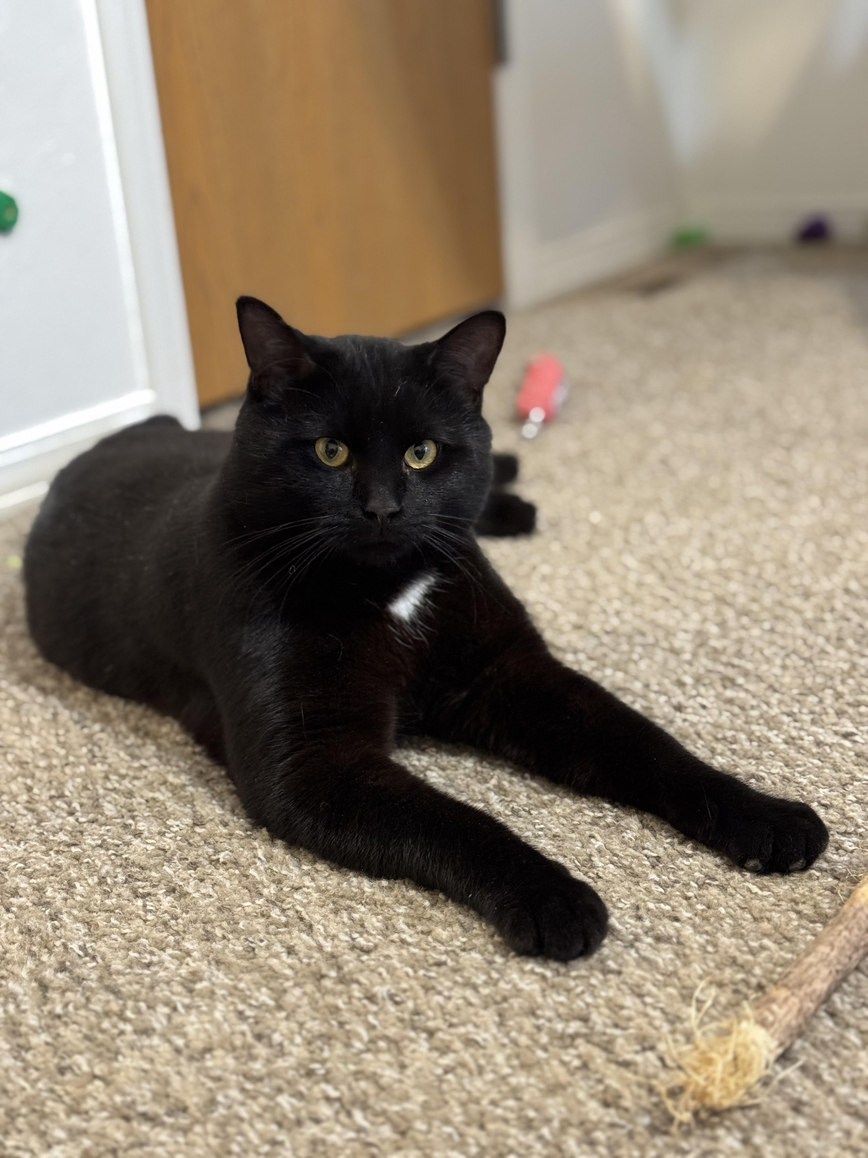 Enlarge Obsidian, a Adoptable mixed breed in Springfield, MO image 2/3